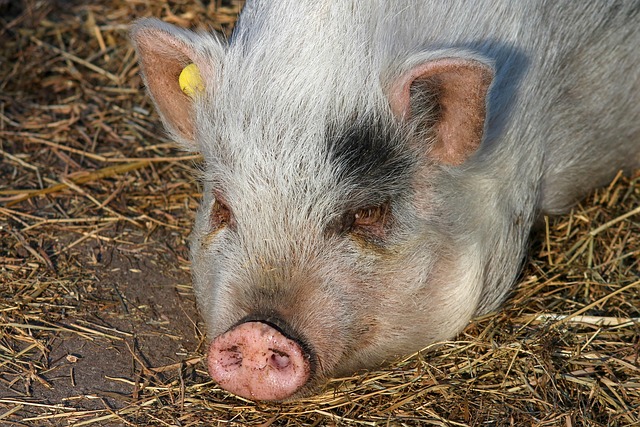 Free Pig Trunk photo and picture