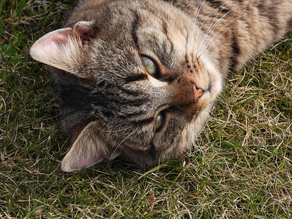 Katze Katzchen Grau Brauner Kostenloses Foto Auf Pixabay