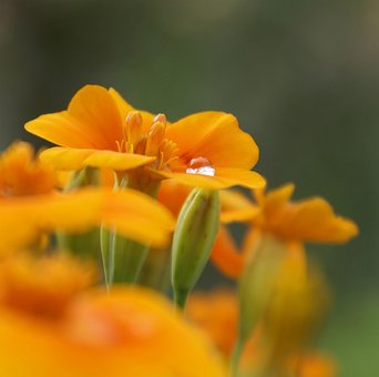 Die Tagetes, Blumentapete, Blumen
