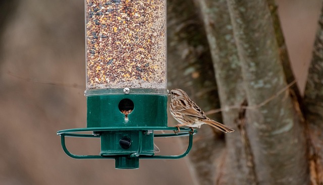 Free Bird Feeder Back Yard photo and picture