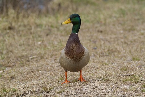 Free Animal Duck photo and picture