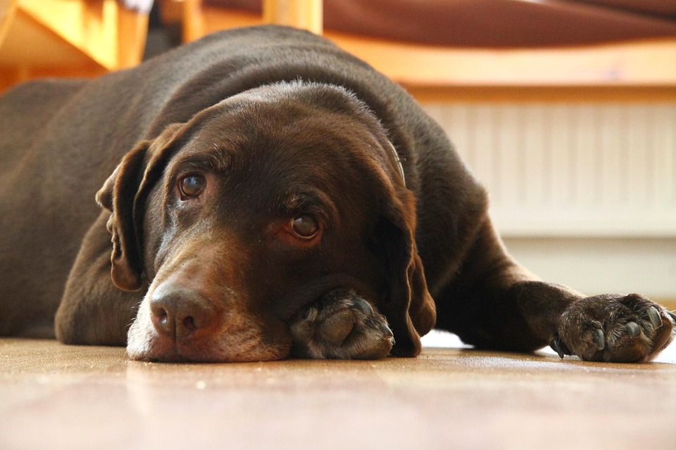 Labrador Coklat Anjing Foto Gratis Di Pixabay