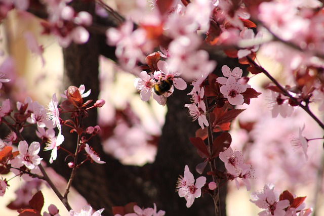 Free Flowers Flower Background photo and picture