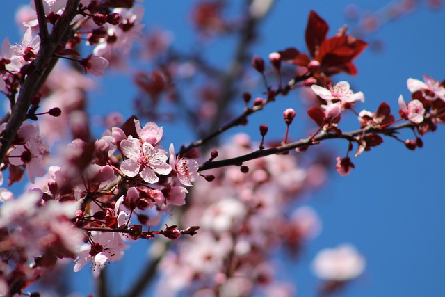 Free Flowers Flower Background photo and picture