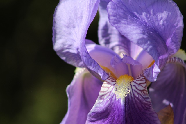 Free Orchid Flower Wallpaper photo and picture