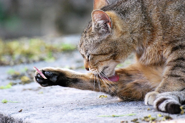 Free Cat Animal photo and picture