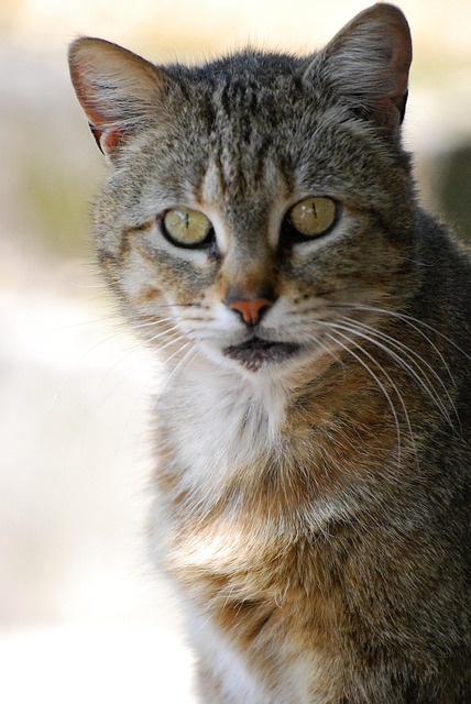 Free Cat Animal photo and picture