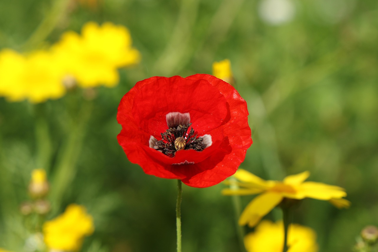 Mohn Wiese Feld - Kostenloses Foto auf Pixabay - Pixabay