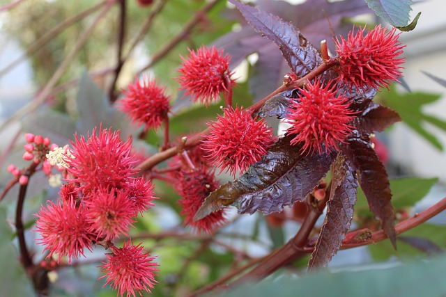 Free Nature Bush photo and picture