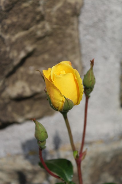 Free Roses Flower photo and picture