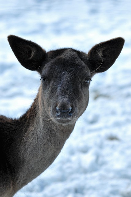 Free Deer Forest photo and picture