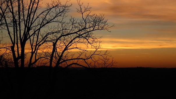 Free Sun Tree photo and picture