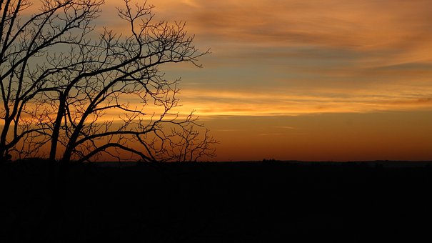 Free Sun Tree photo and picture