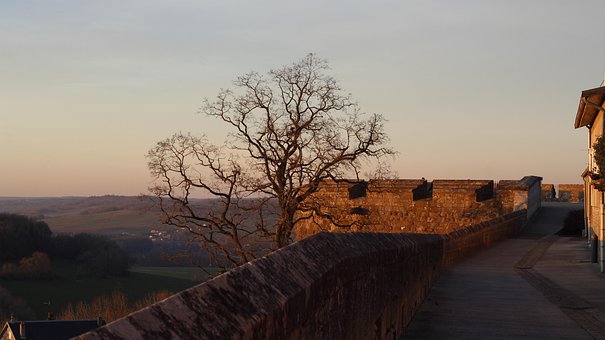 Free Rampart Tree photo and picture