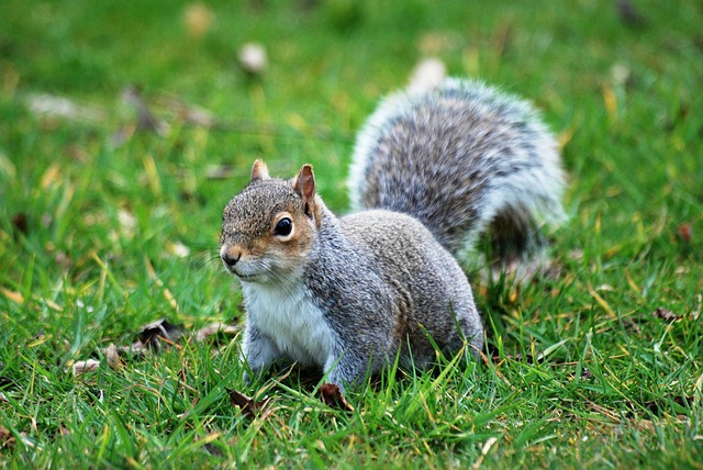 Free Squirrel Animal photo and picture