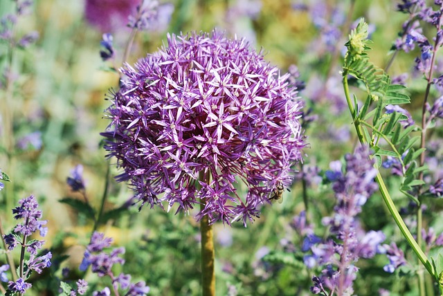 Free Flower Ornamental Onion photo and picture