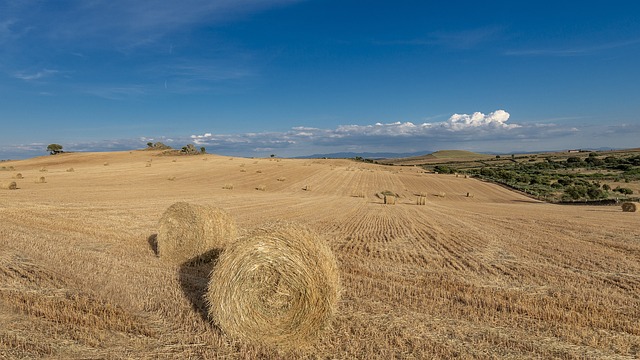 Free Wheat Field photo and picture