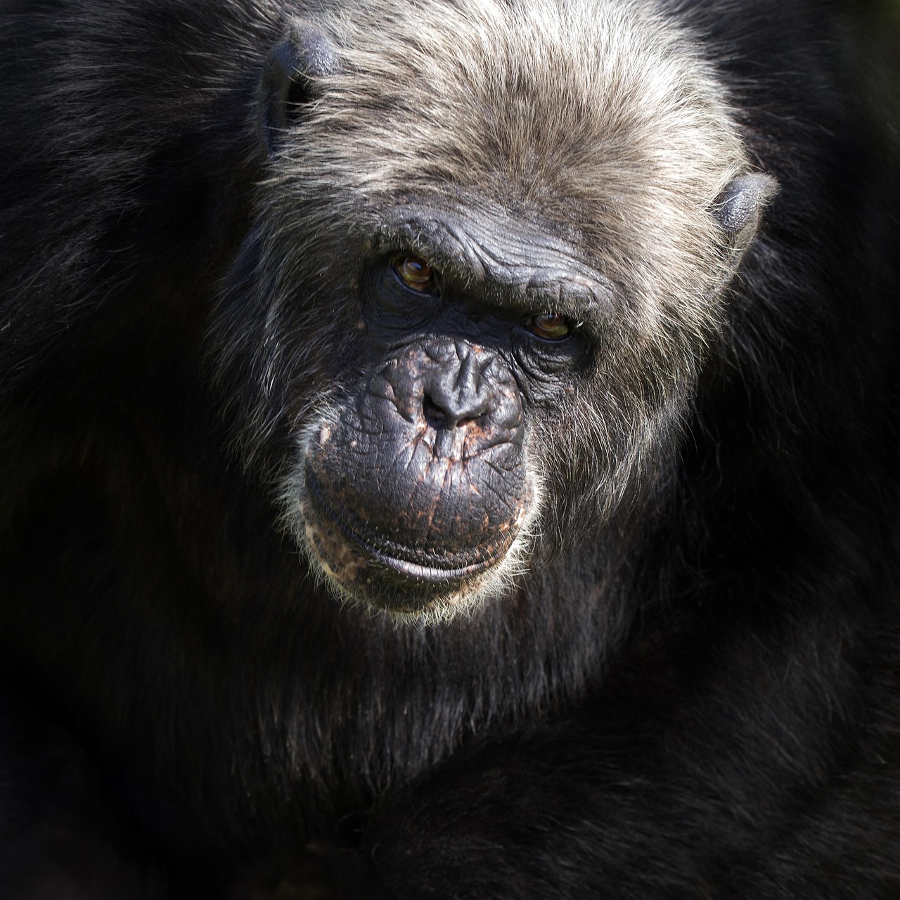 Monkey - free online jigsaw puzzle photo