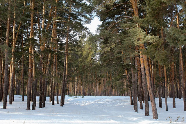 Free Pine Forest photo and picture