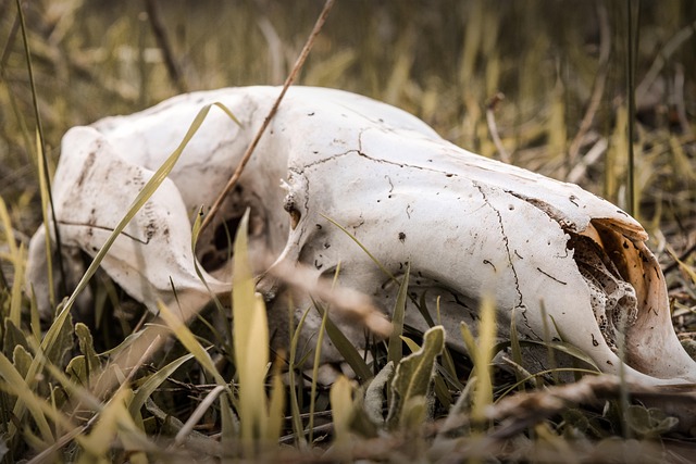 Free Bones Skull photo and picture