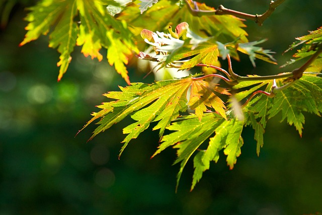 Free Leaf Hd Wallpaper photo and picture