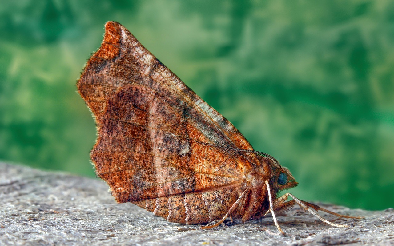Moth - free online jigsaw puzzle photo