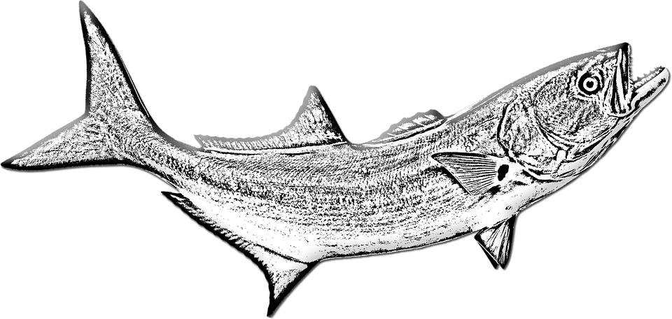 Pesca Pesce Azzurro Subacquea Immagini Gratis Su Pixabay