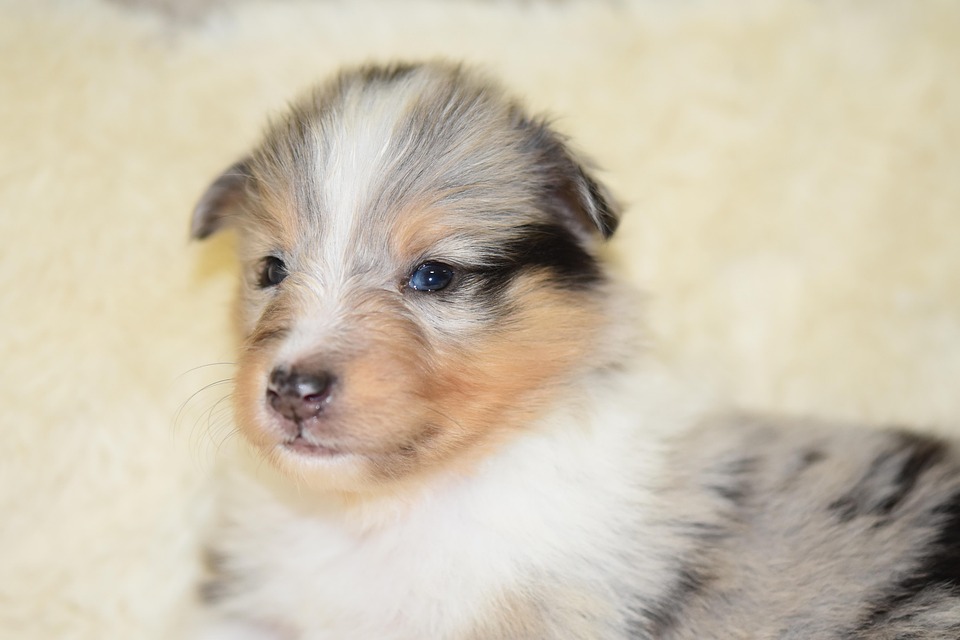 Anak Anjing Puppy Gembala Foto Gratis Di Pixabay