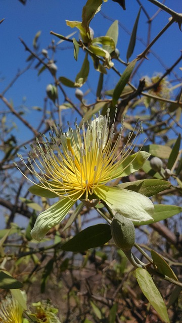 Free Nature Flower photo and picture