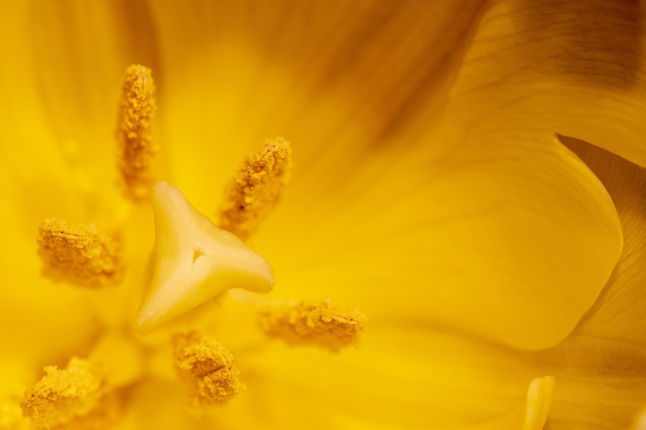 Flower - free online jigsaw puzzle photo