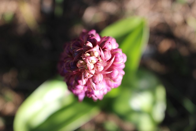Free Flower Pink photo and picture