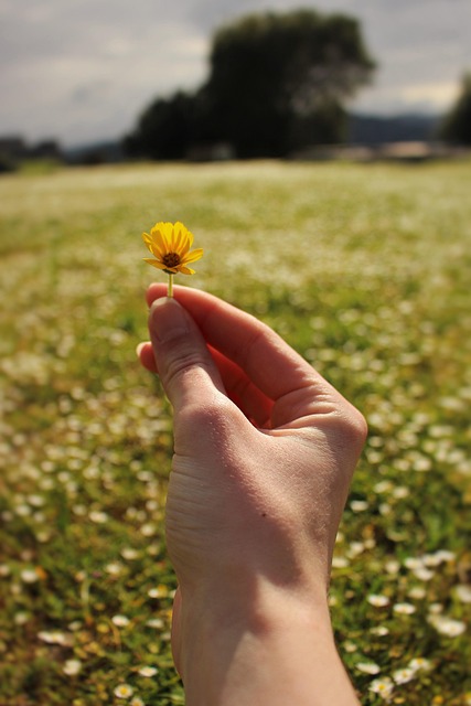 Free Flowers Meadow photo and picture