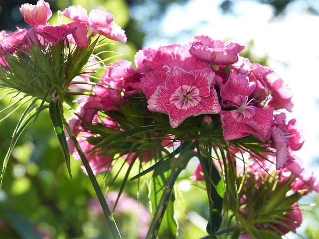 Free Clove Flower Wallpaper photo and picture
