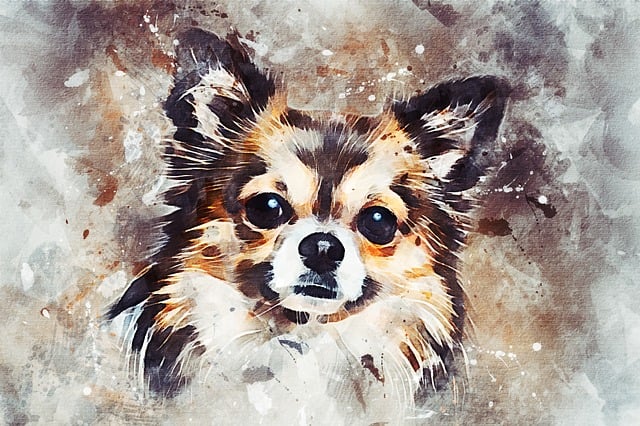 Chihuahua, Hund, Sød, Kæledyr, Lille