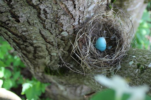 Huevo, Robin, Primavera