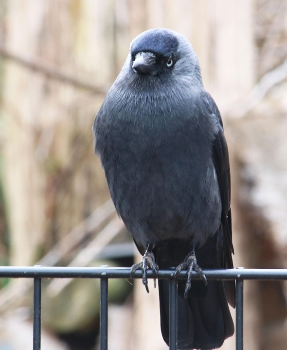 Bird Black Crow Free Photo On Pixabay Bird 4037276 960 720