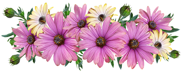 Free Flowers Beautiful Flowers photo and picture