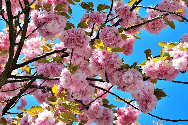 Free Cherry Blossoms Spring photo and picture