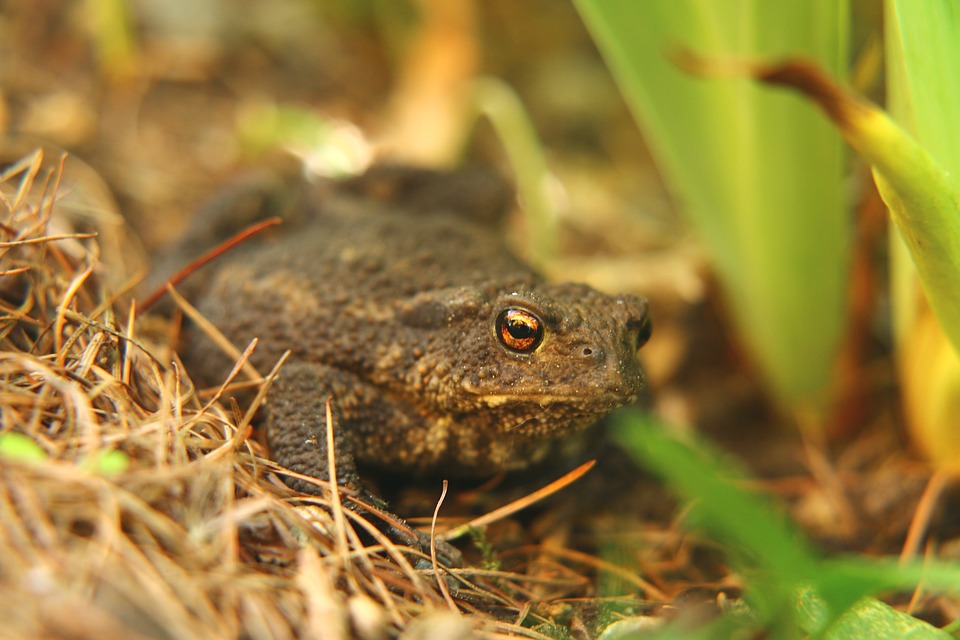 Sapo Rana Ojos De La Foto Gratis En Pixabay