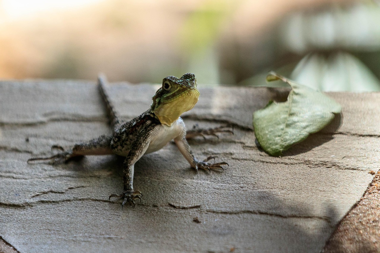 Lizard - free online jigsaw puzzle photo