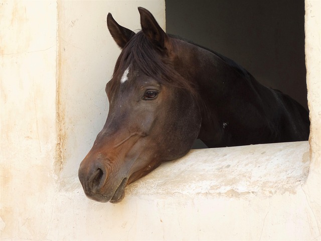 Free Horse Window photo and picture