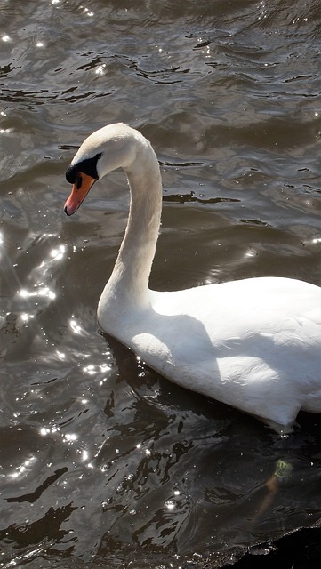 Free Swan Bird photo and picture