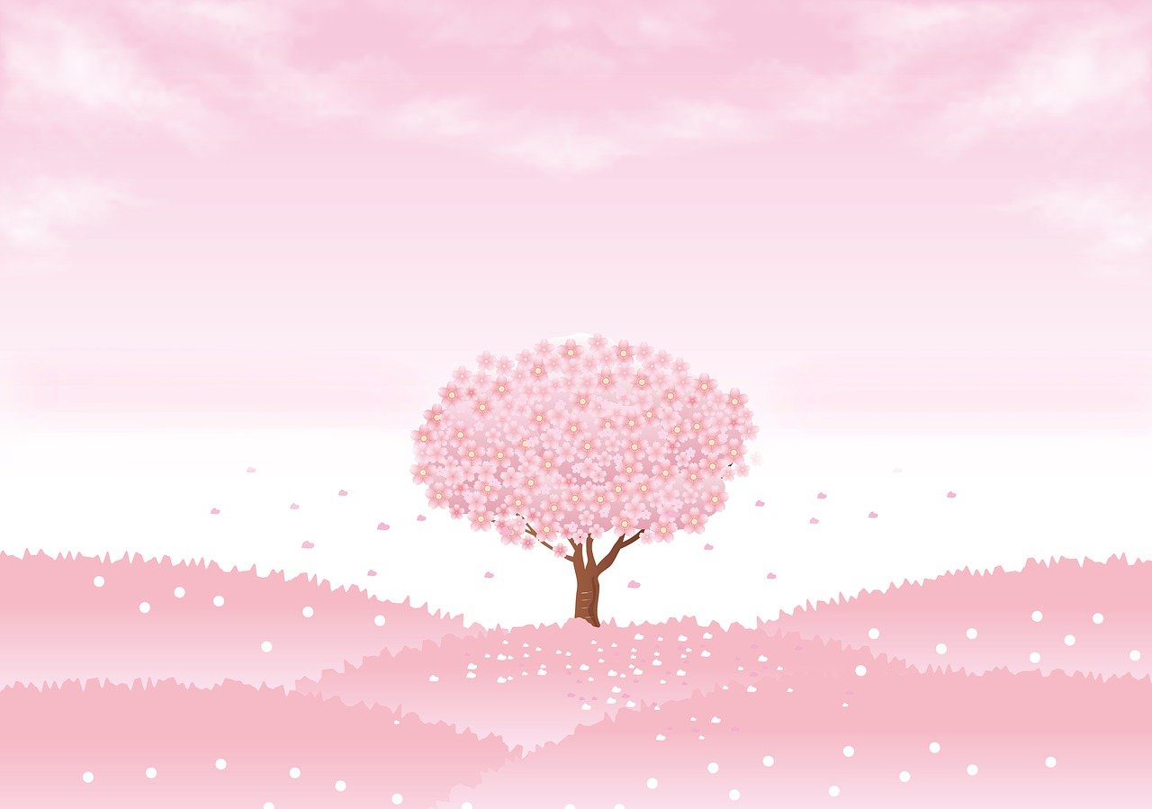 Spring Background, Sakura Tree, Cherry Tree, Sakura