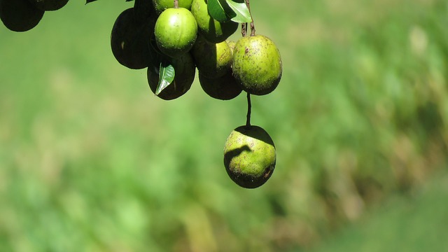 Free Mango Fruit photo and picture