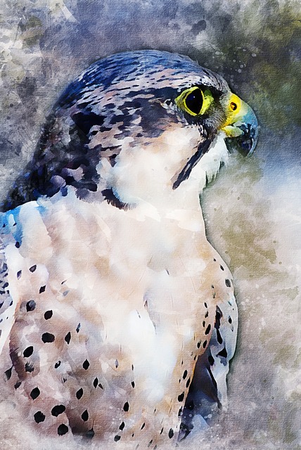 Free bird raptor brown eagle illustration