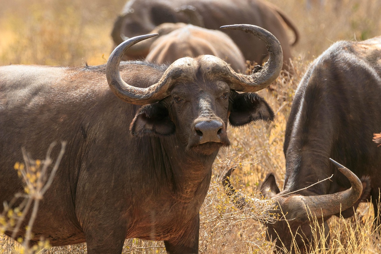 Africa - free online jigsaw puzzle photo