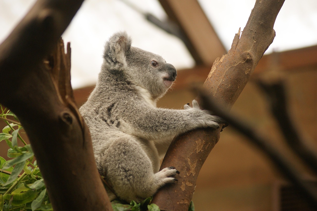 Koala Marsupial Animal Free photo on Pixabay Pixabay
