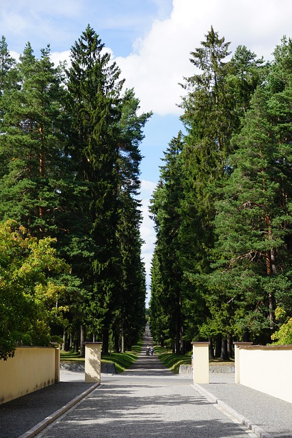 Free Forest Alley photo and picture