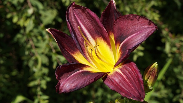 Free Flower Blossom photo and picture