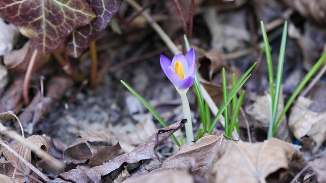 Free Crocus Spring photo and picture